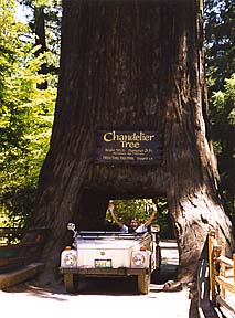 Driving Rover through a giant redwood tree